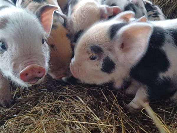 Kunekune piglets for sale - Main image