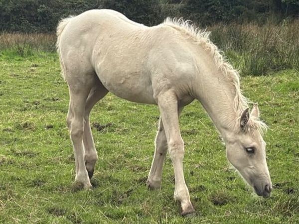 Super Quiet Palomino Connemara Filly Foal - Main image