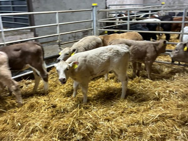 Charolais heifers - Main image