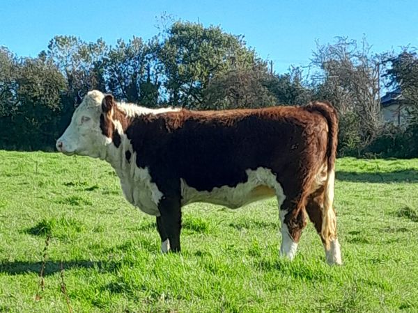 Hereford Heifer - Main image