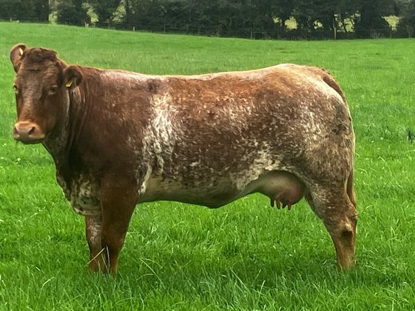 Calved heifers Carrigallen mart 19th Oct - Main image