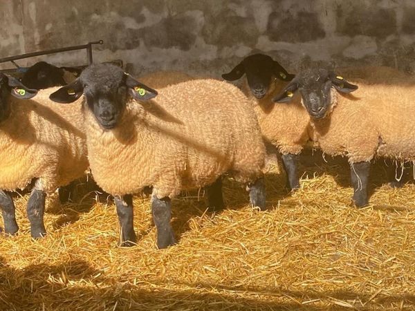 PBR Suffolk Ewe Lambs - Phonecalls only - Main image