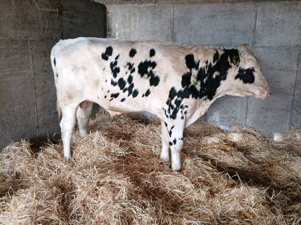 Holstein Friesian Bull*High EBI* - Main image