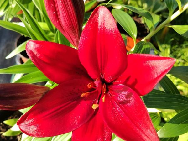 Red Tree Lilies - Main image