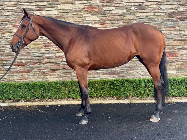 6YO Irish Sport Horse - Main image