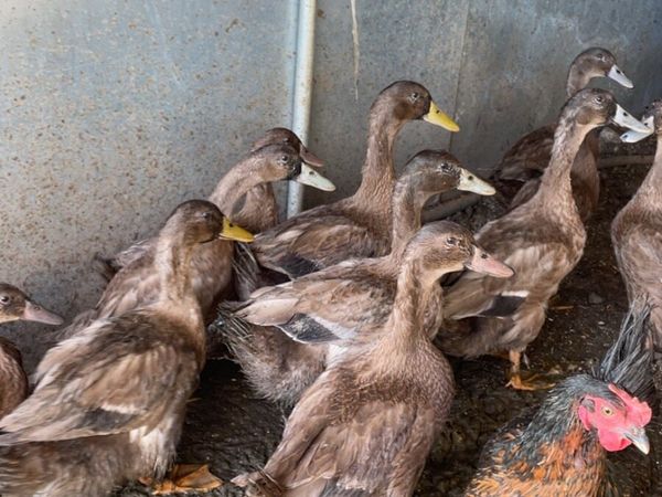 Ducks - Main image