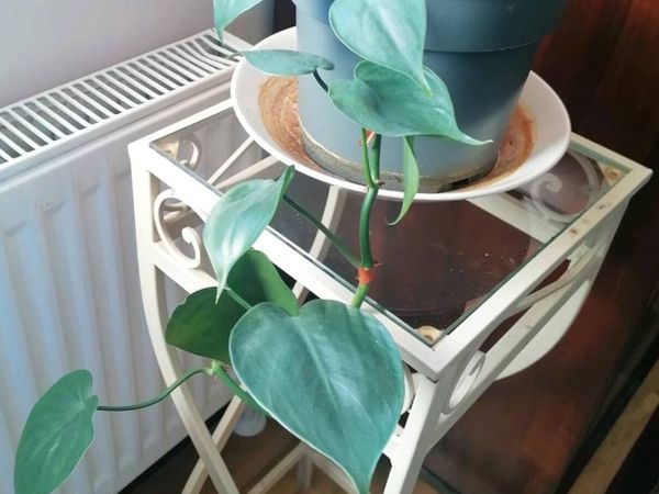 Plant - Main image