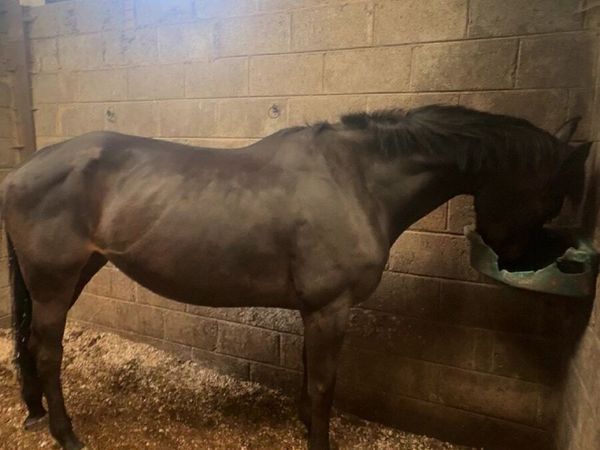 6yo ish mare - Main image