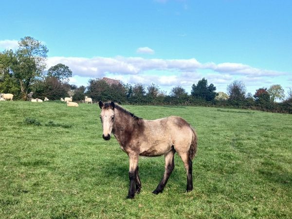 Golden dun filly foal - Main image