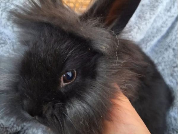 lionhead rabbit - Main image