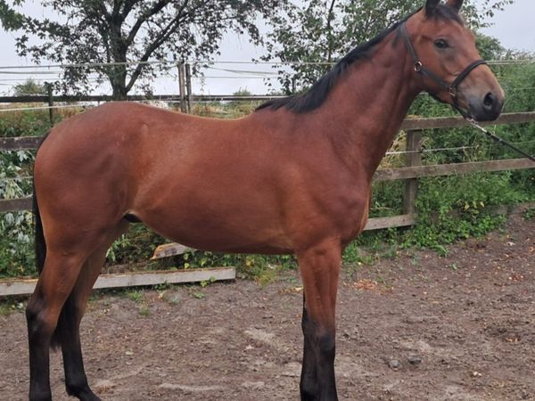 Top quality middle weight or event horse - Main image