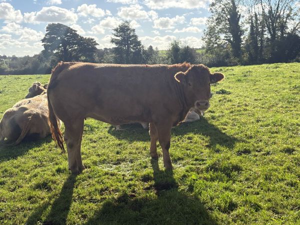 Springers lot 403-413 Castlerea 22nd Oct - Main image