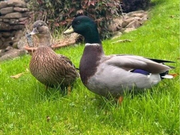 Call ducks - Main image