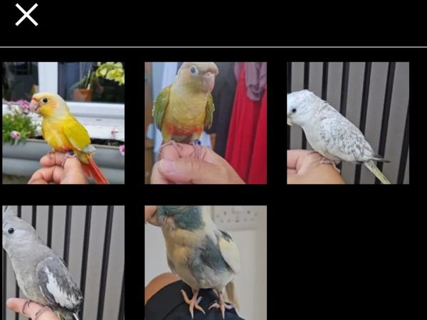 cockatiels and conures - Main image