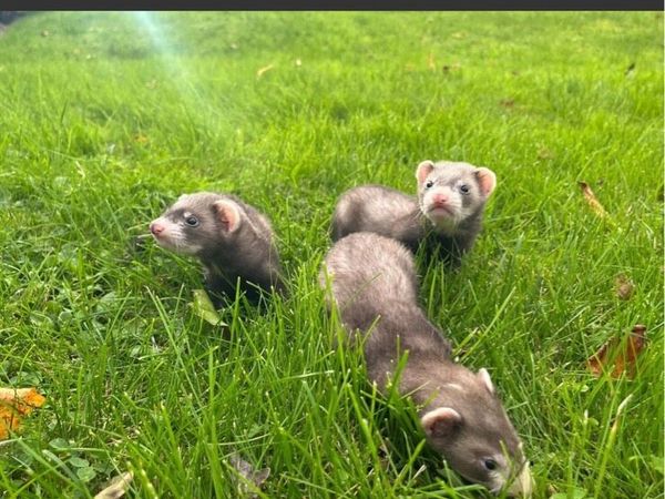 Ferrets - Main image