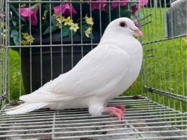 Pigeons - Main image