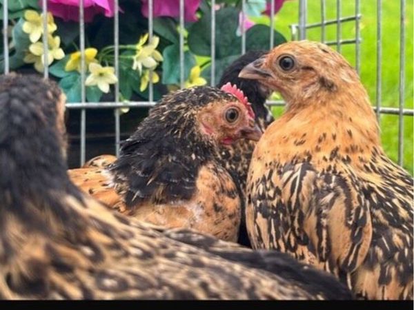 Bantams - Main image