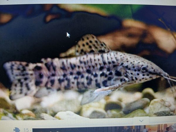Fish wanted - Main image