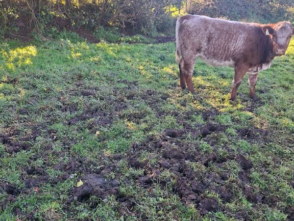 Shorthorn Breeding heifers - Main image