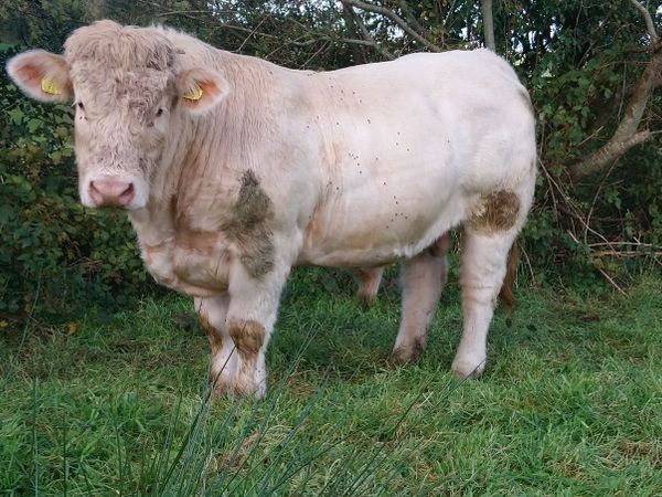 FISTON CHAROLAIS BULL - Main image