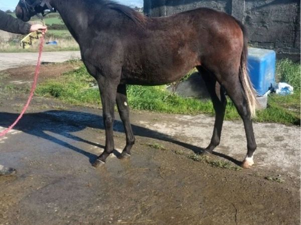 Half bred yearling - Main image