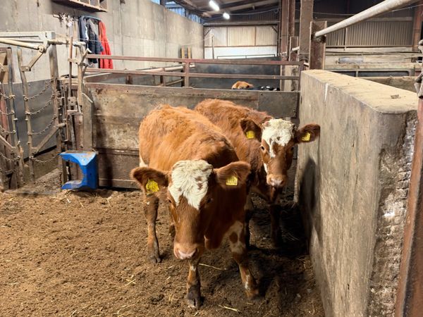 Simmental heifers - Main image