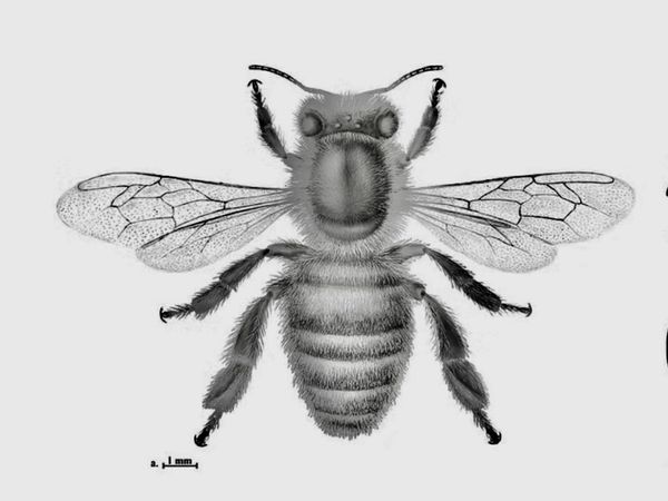 Honey - Main image