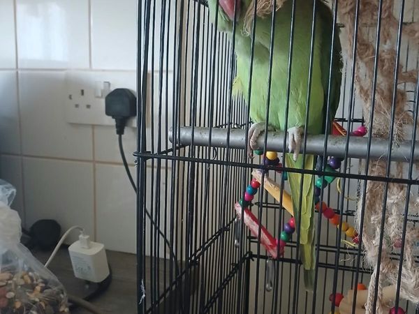 Parrott Male Wexford Area - Main image