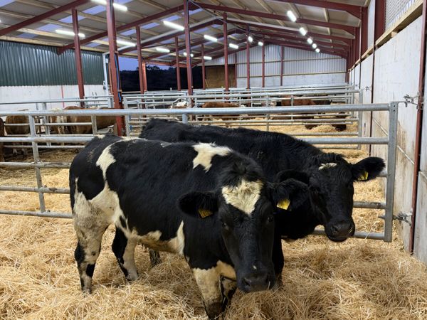 Blue bulling heifers - Main image