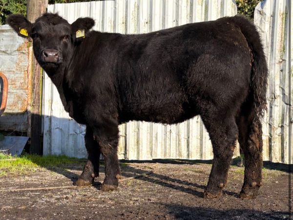 Pedigree HW Fargal AA4640 heifer calf for sale - Main image