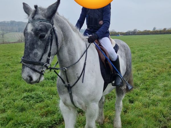 14.2hh Cob – Ultimate All-Rounder / Hunter - Main image