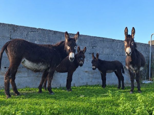 Donkeys with foals at foot - Main image