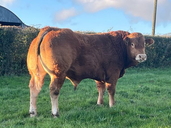 Super Pedigree limousin bull - Main image