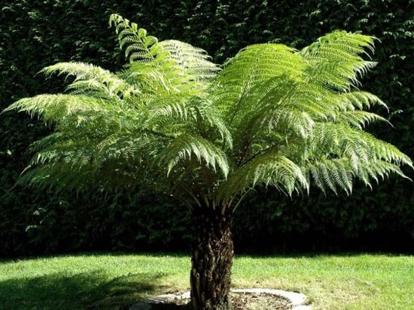 Tree Ferns – Dicksonia antarctica - Main image