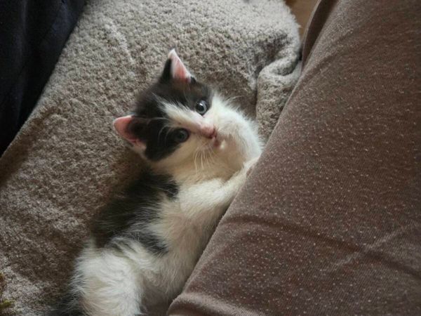 Kitten - Main image