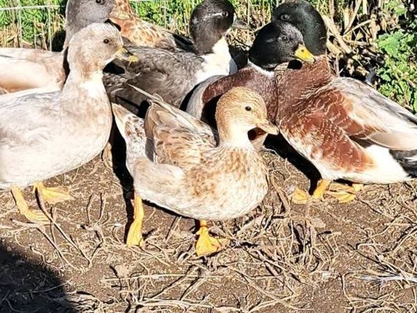 Call Ducks - Main image
