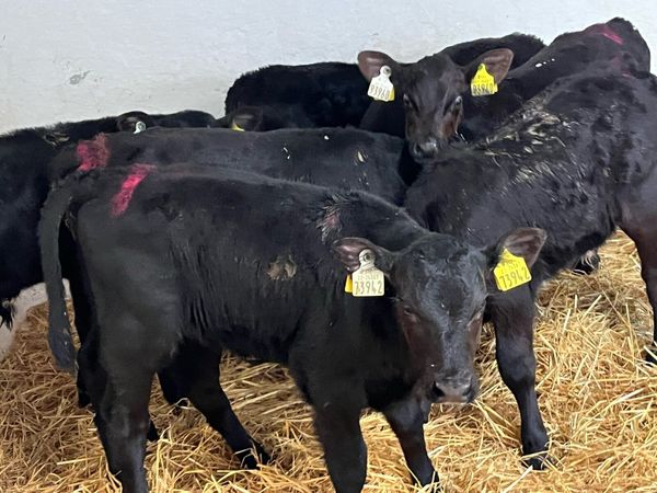 Angus Bull Calfs - Main image