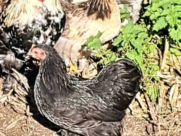 Pekins - Main image