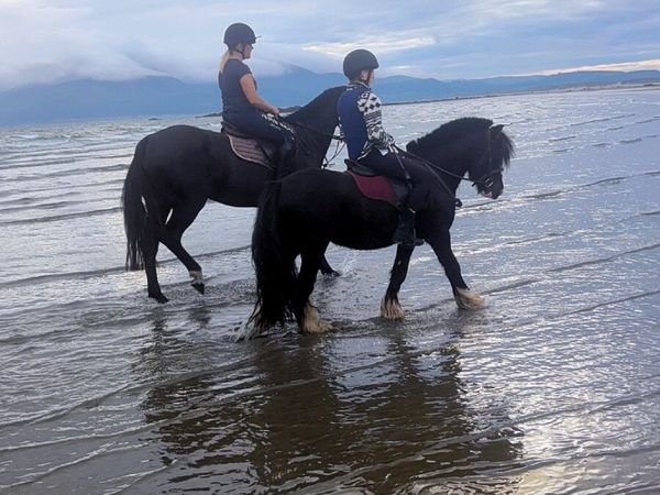 12.2 first pony - Main image