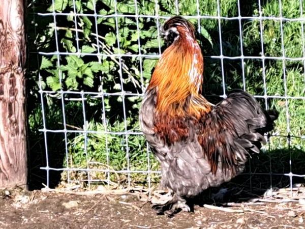 Silkie pair - Main image