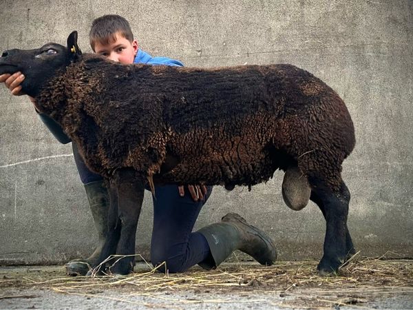 Super pb blue Texel hogget ram💥💥 - Main image