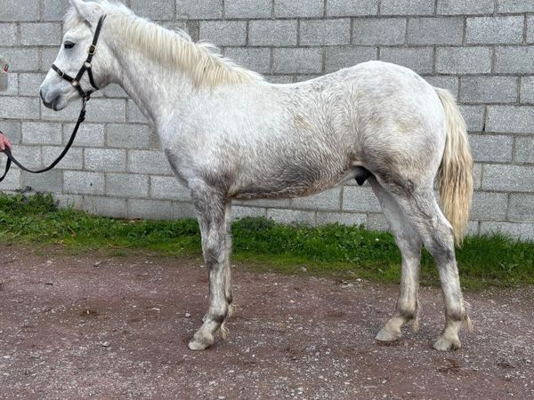 Connemara Colt Foal - Main image