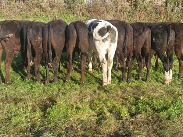 Cattle - Main image
