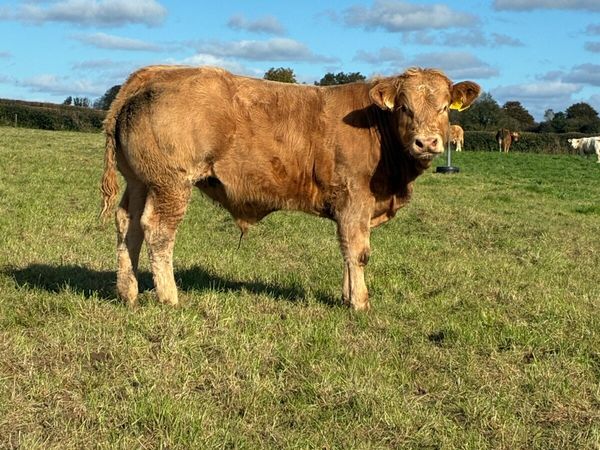 Super weanlings - Main image