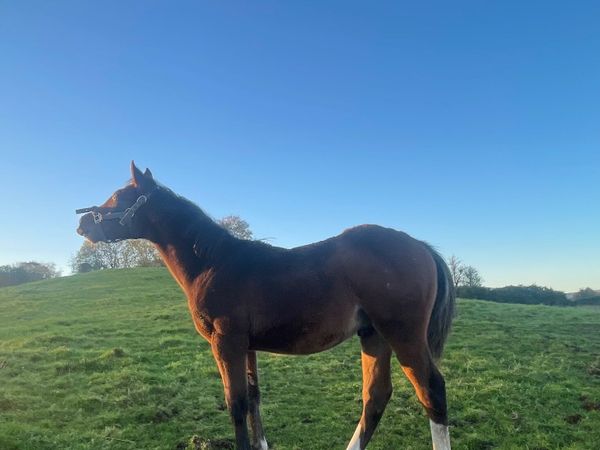 Colt Foal - Main image