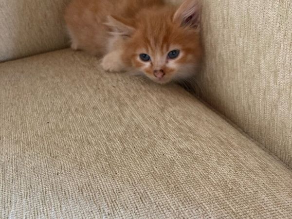 Kittens for sale - Main image