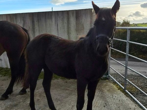 Connemara foals - Main image