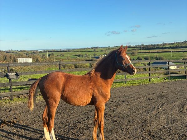 Castlelawn Emerald Filly - Main image
