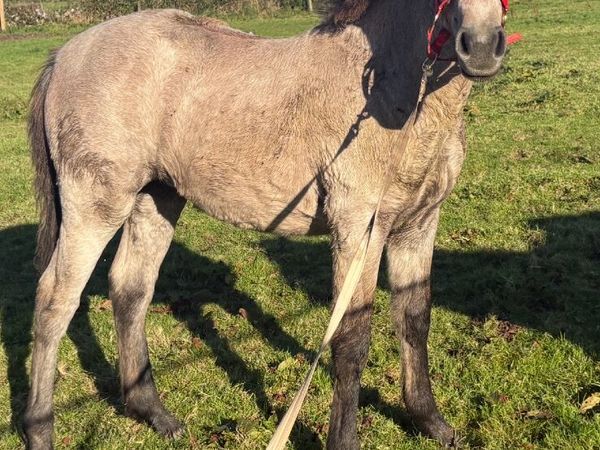 Connemara filly - Main image
