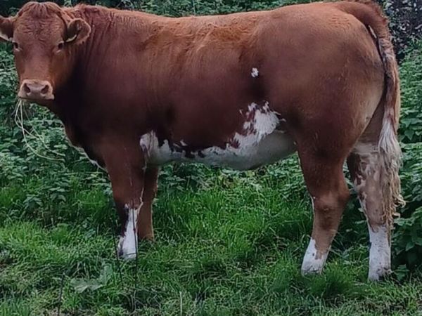 8 Breeding Heifers - Main image